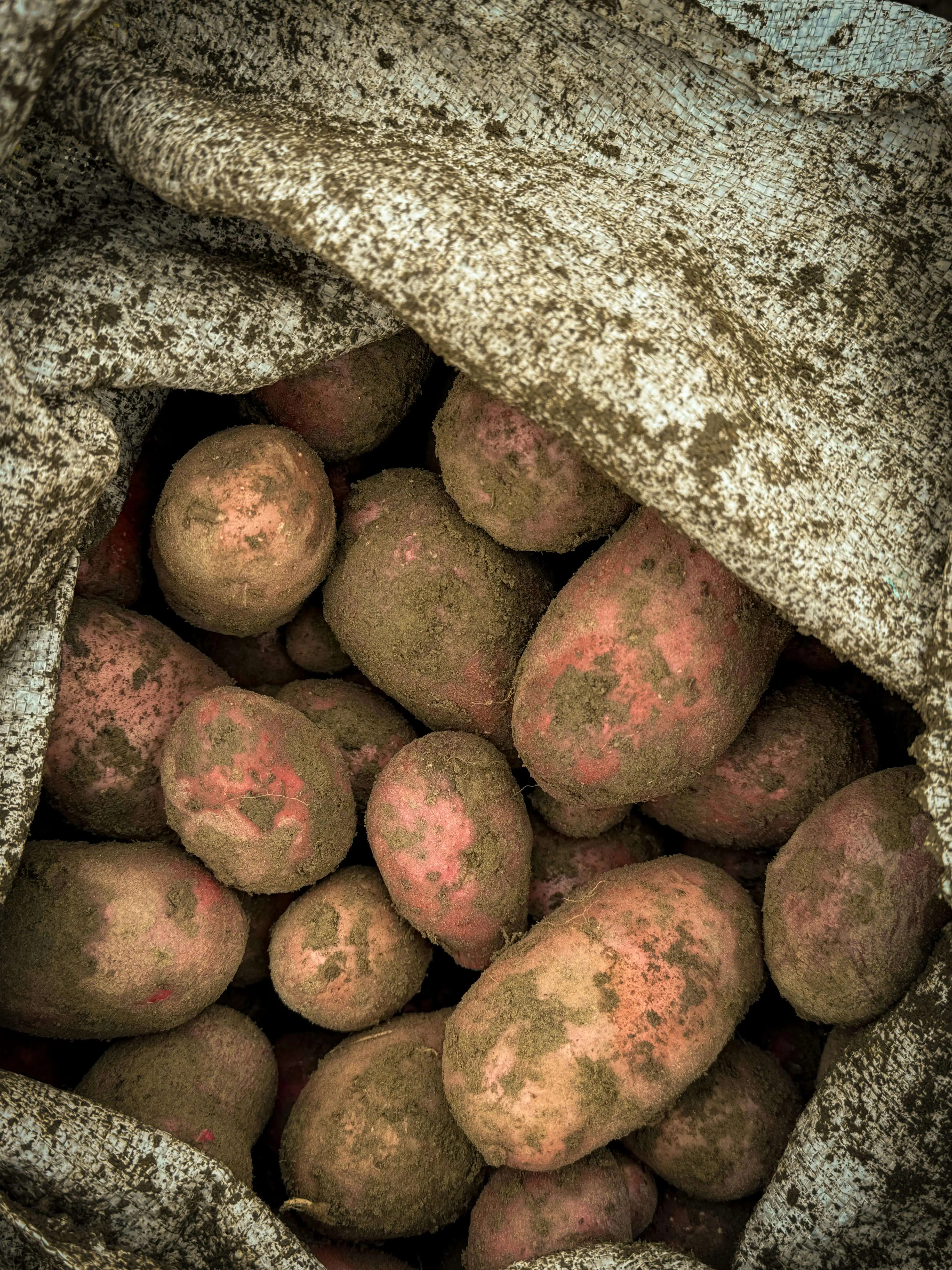 Pommes de terre